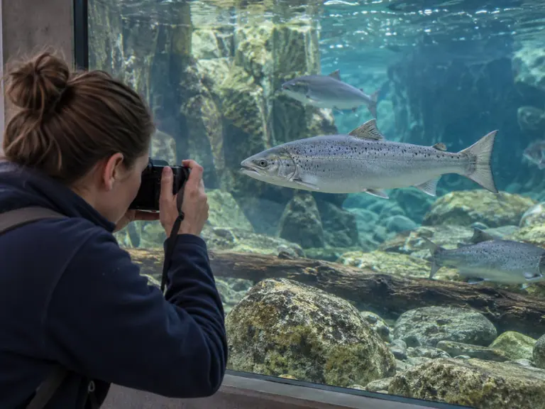 Reconnaître un poisson sans le marquer : jusqu'où ?
