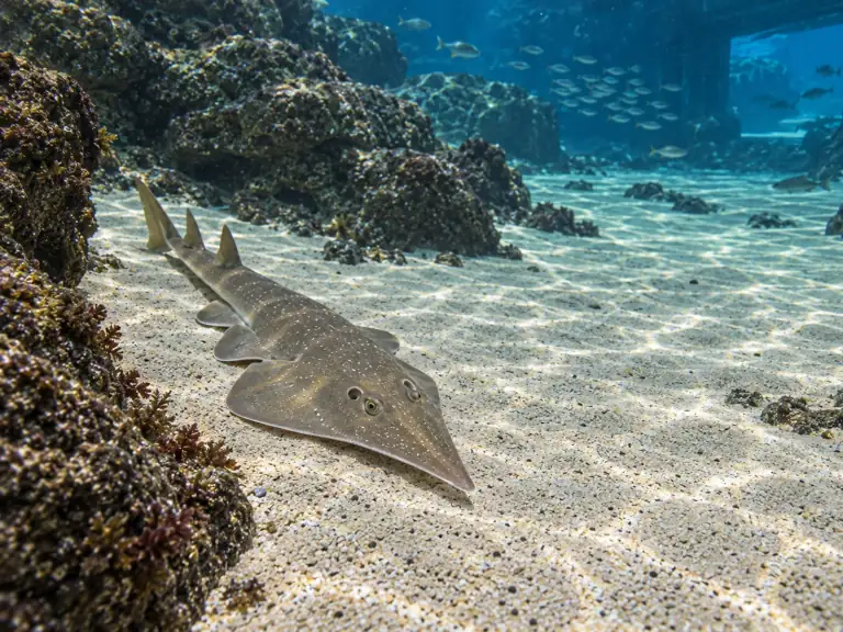 Photobacterium chez le poisson-guitare : enquêter en aquarium