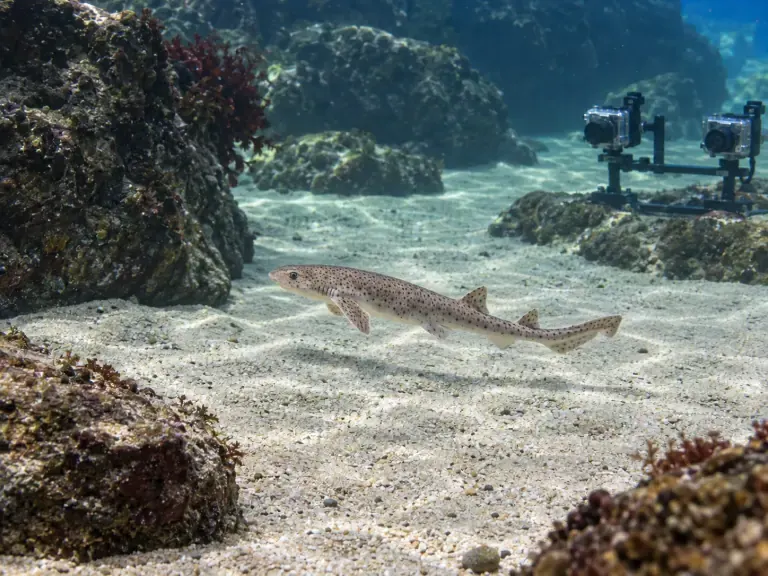 Photogrammétrie : mesurer les roussettes en aquarium