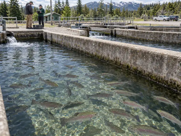 Fish farm biosecurity: managing contractor access