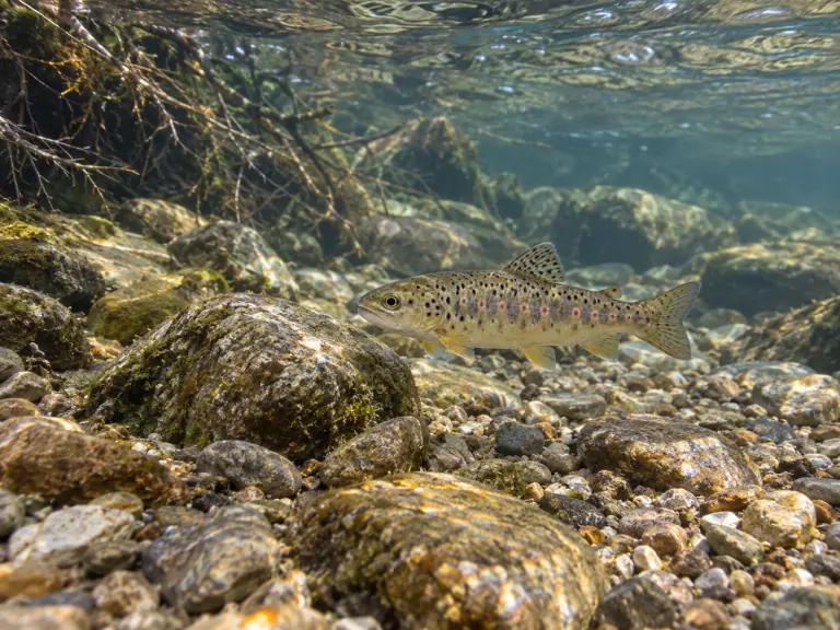 PIT tags : rapporter la taille de la puce au poisson
