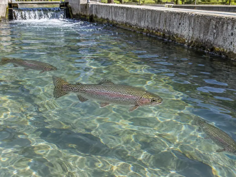 Trout white spot: confirm the cause and break the cycle