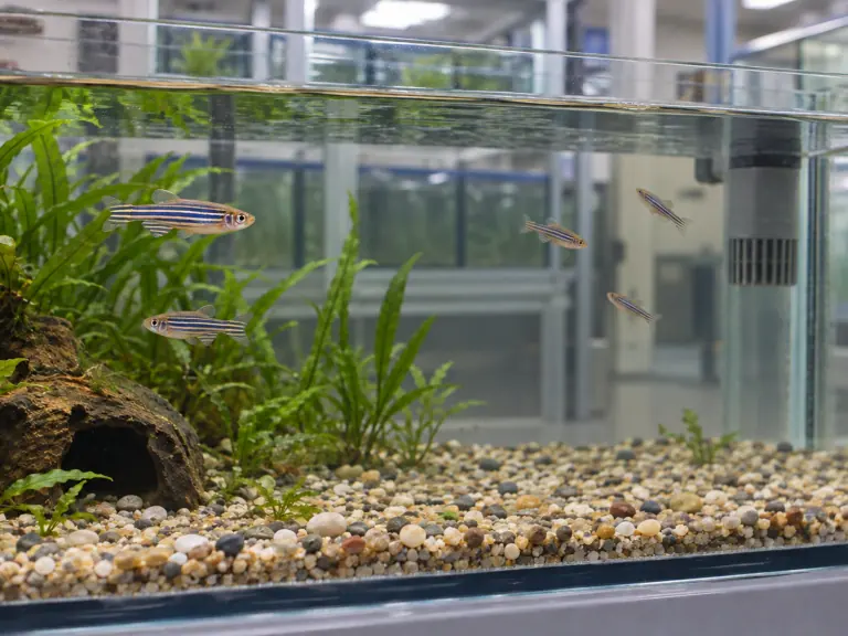 Poisson-zèbre : le cortisol ne classe pas l’hébergement