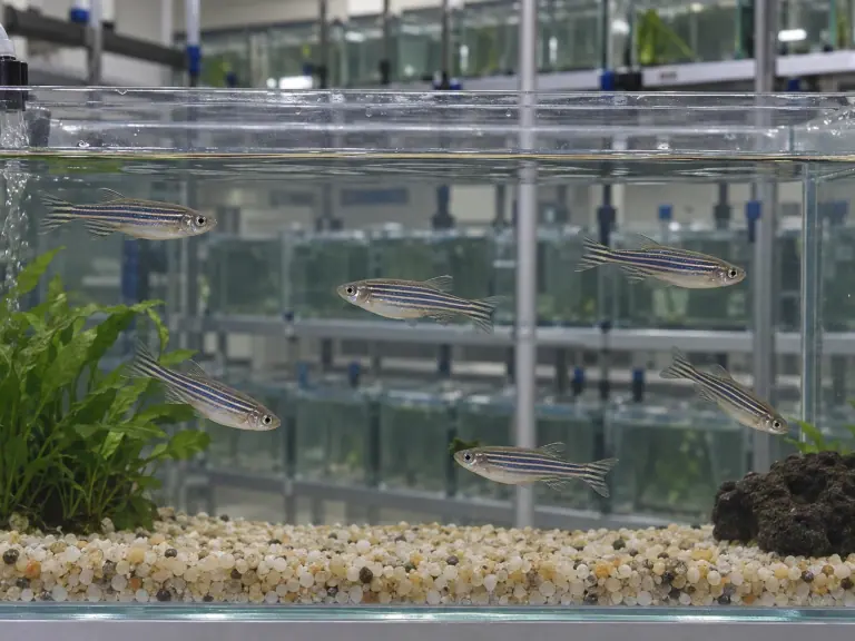 Poisson-zèbre : enquêter sur l’inflammation ovarienne