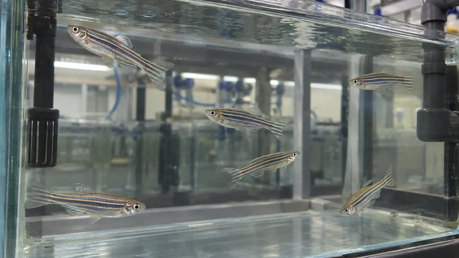 Poissons-zèbres adultes dans un bac d’animalerie relié à un système de recirculation.