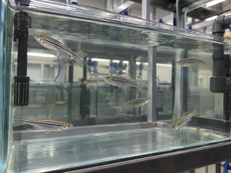 Poisson-zèbre : relier les métadonnées pour réutiliser