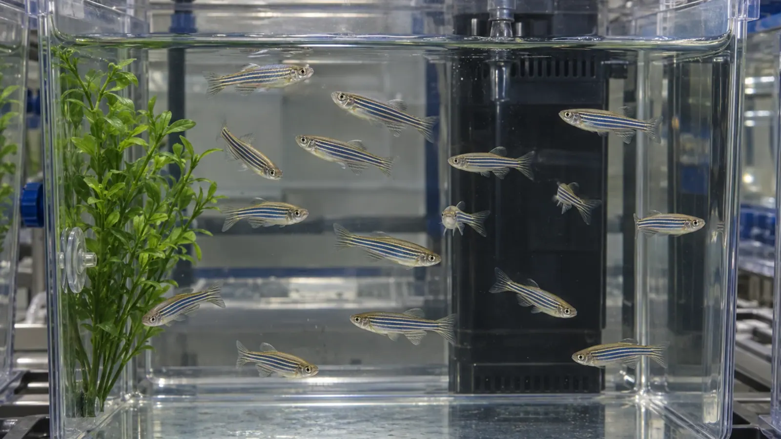 Poissons-zèbres adultes dans un bac d’animalerie avec des plantes artificielles sur un côté et de l’eau libre.