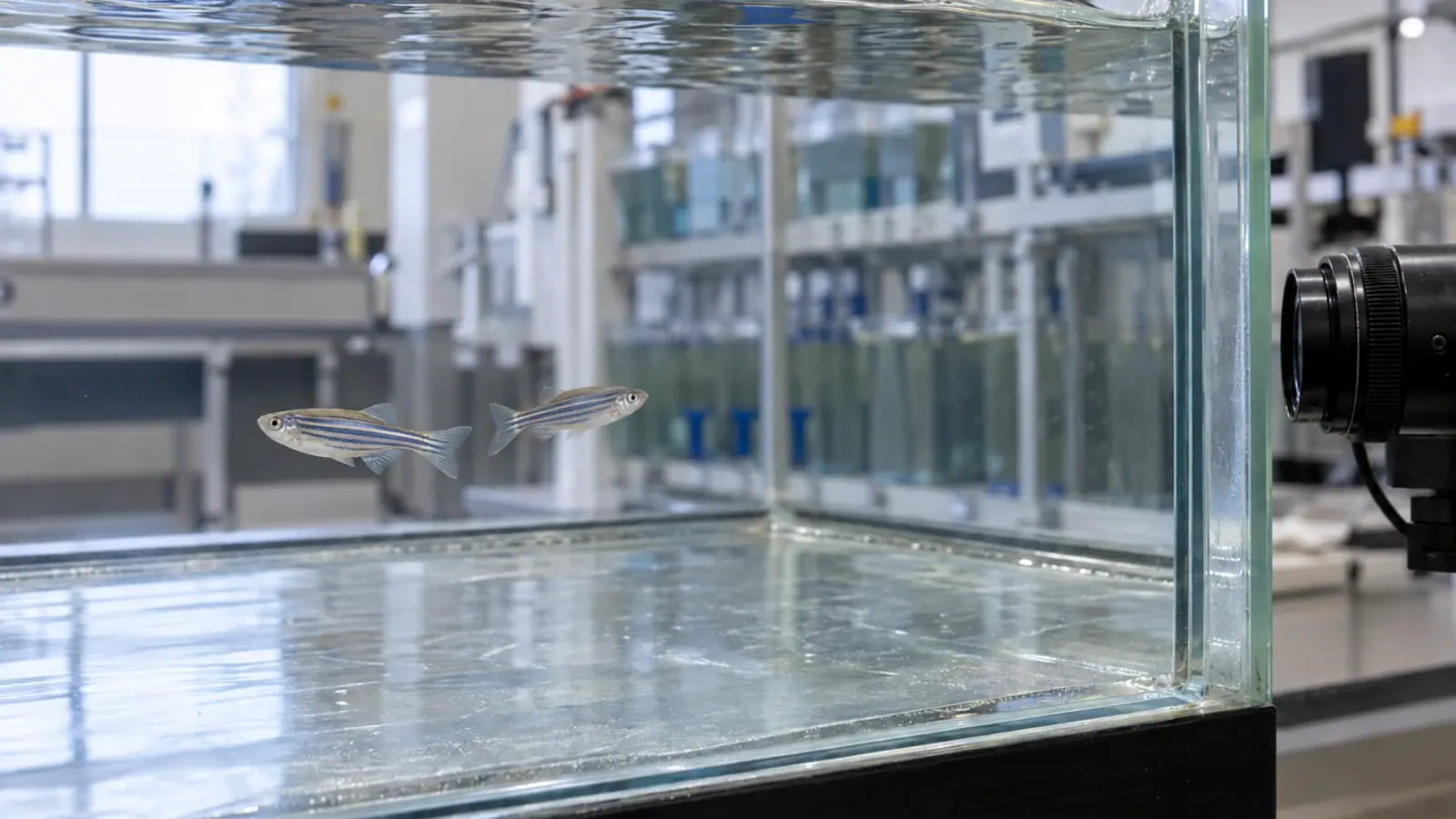 Deux poissons-zèbres dans une cuve d’observation vidéo, avec une caméra à l’extérieur du verre.