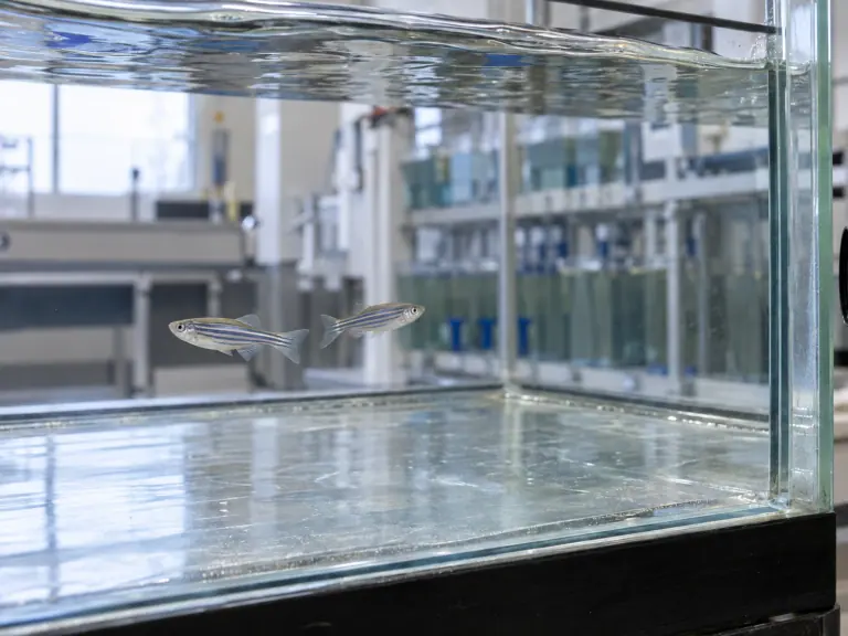 Poisson-zèbre : ce que le suivi vidéo 3D permet de mesurer