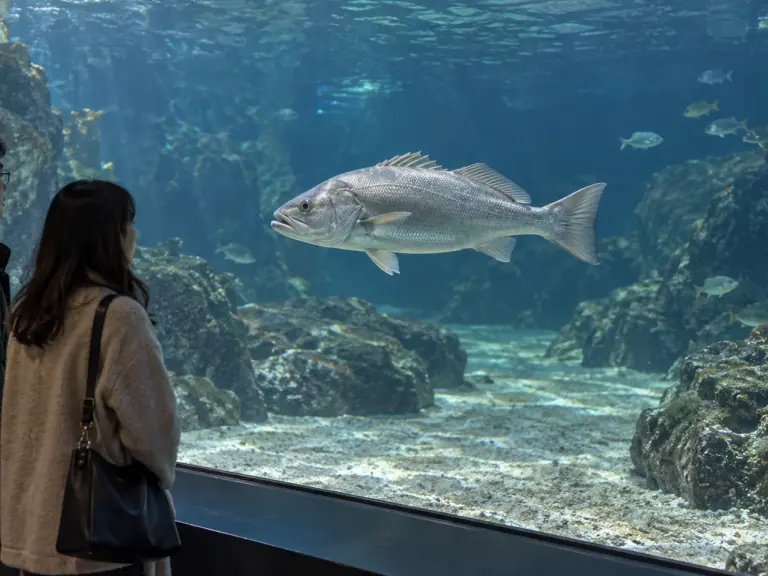 Aquarium : faire voir les poissons au-delà de leur beauté