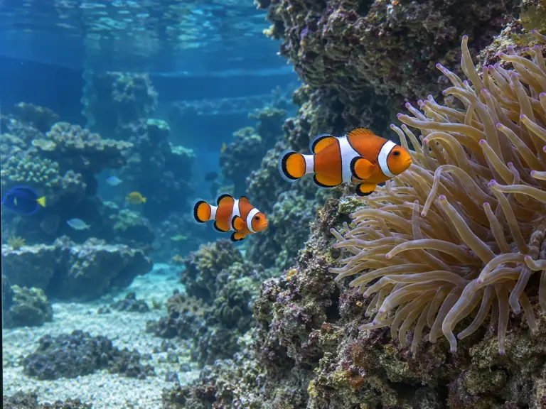 Poissons d’aquarium : évaluer la vulnérabilité avant l’achat