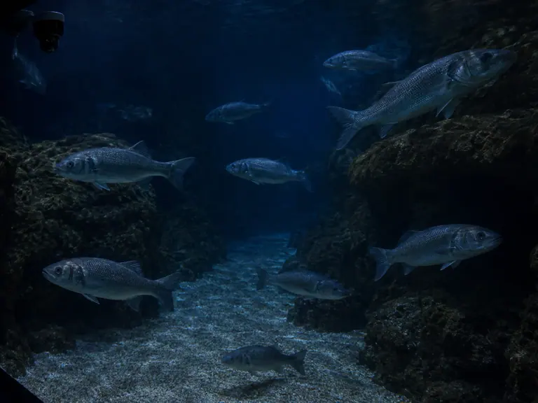 Poissons la nuit : observer ce que le jour masque