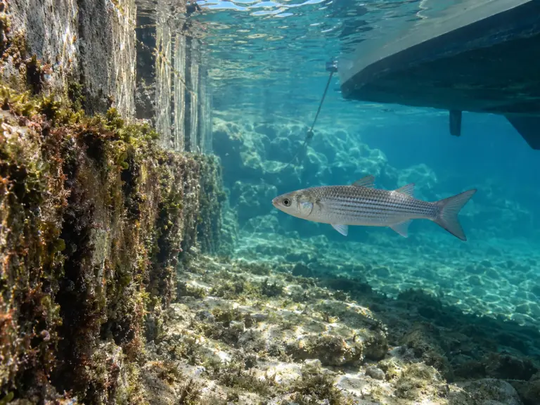 Poissons des ports : richesse locale, diversité régionale