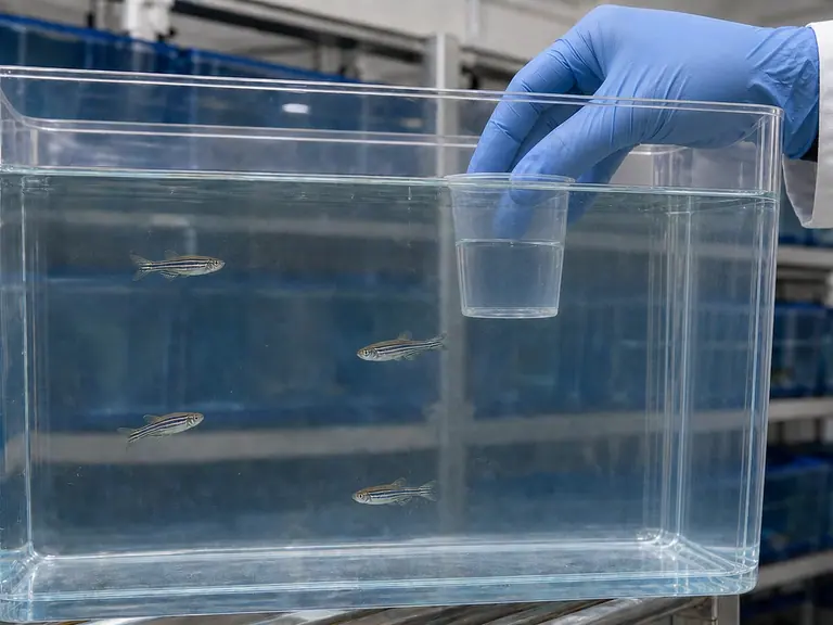 Pseudoloma chez le poisson-zèbre : dépister tôt