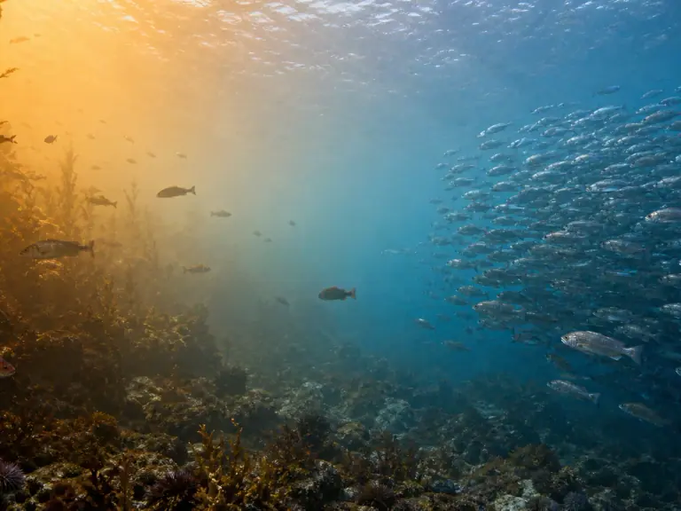 Warmer oceans are redistributing fish biomass