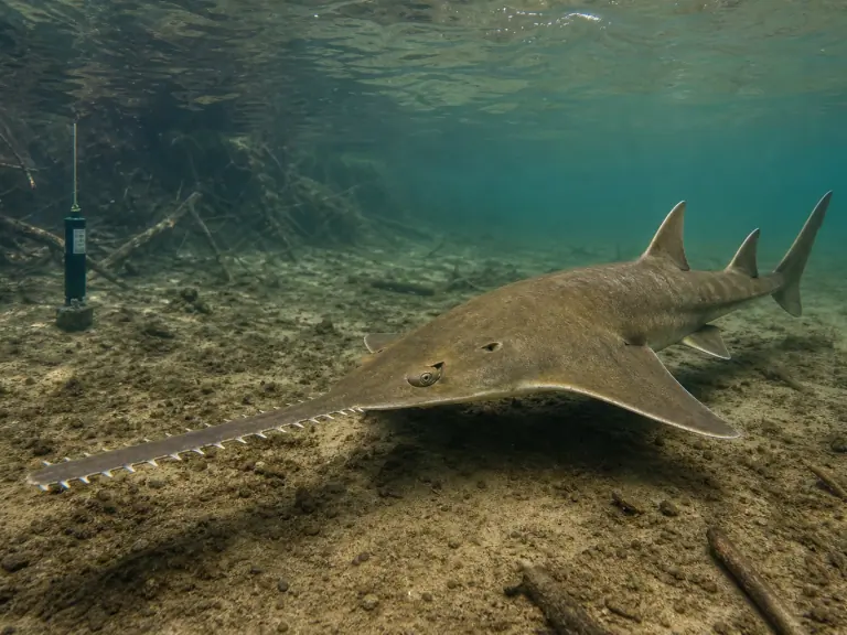 Relâcher un poisson-scie : suivre avant de conclure
