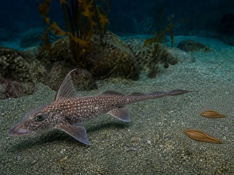 Chimère du Pacifique : réussir la reproduction en aquarium