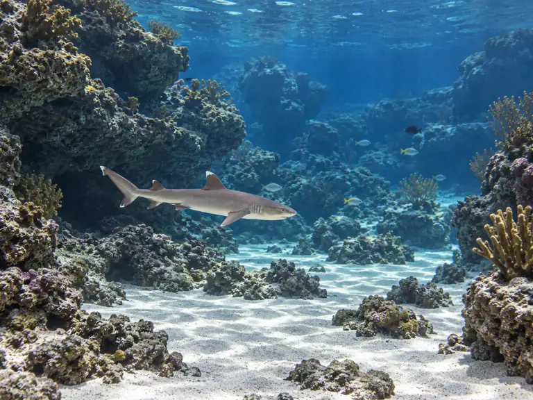 Requin-corail : documenter la gestation en aquarium