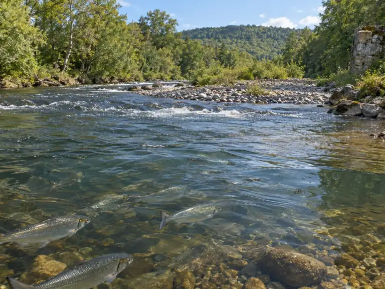 Retrait d’un barrage : le résultat se mesure sur plusieurs années