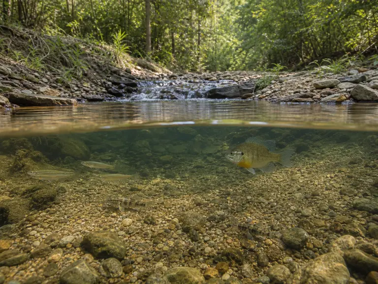 Rivières intermittentes : lire les fonctions des poissons