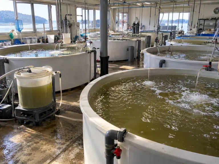 Hatchery rotifers: check the batch before feeding