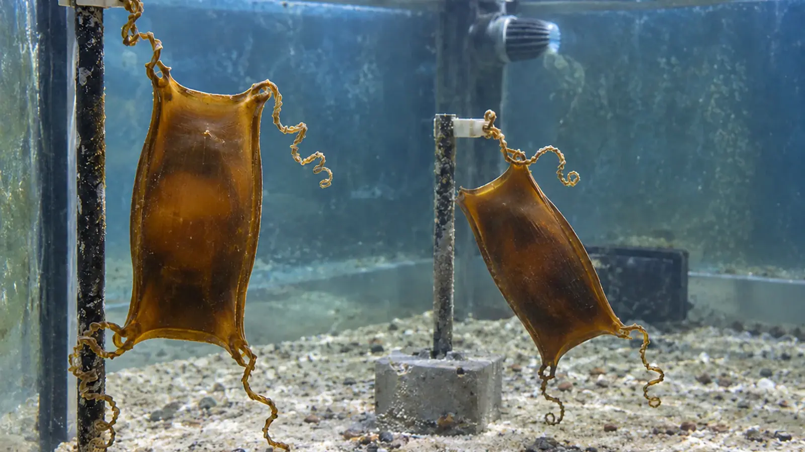 Capsules de grande roussette immergées et fixées à un support de suivi en aquarium public.