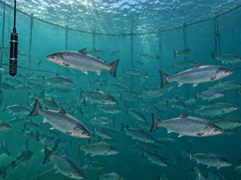 Salmon cages: can oxygen measurements be trusted?