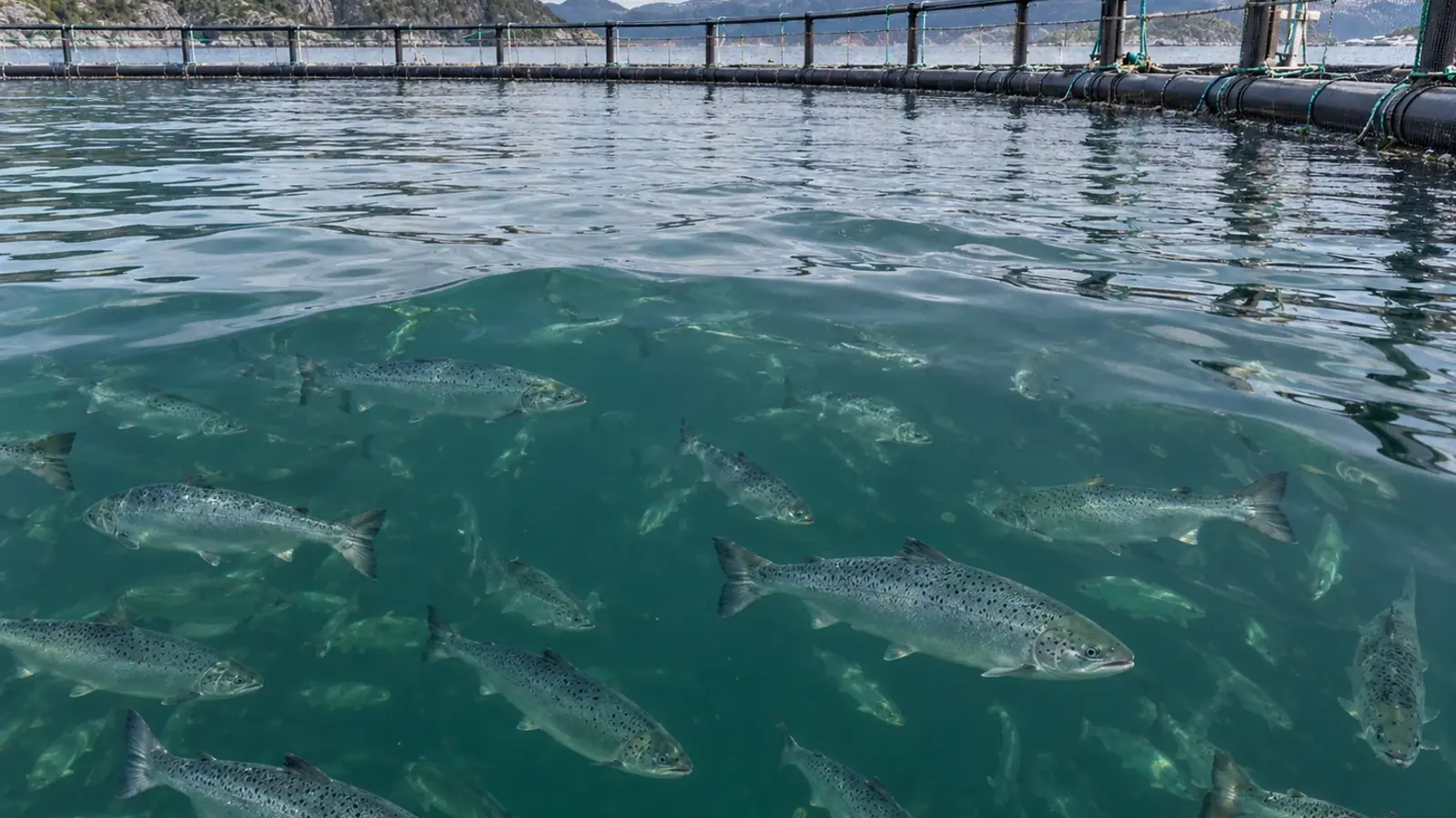 Saumons atlantiques dans une cage marine d’élevage, avec filet, flotteurs et passerelle.