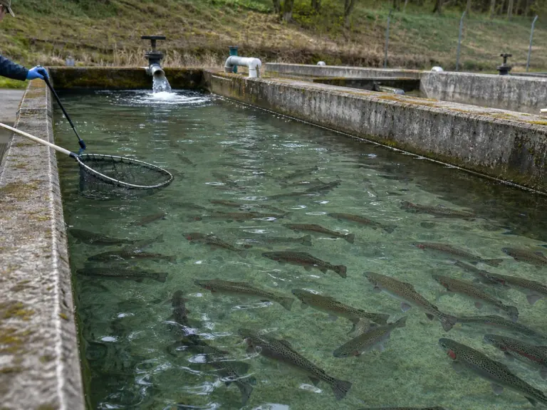 SHV des salmonidés : diagnostiquer avant d’agir