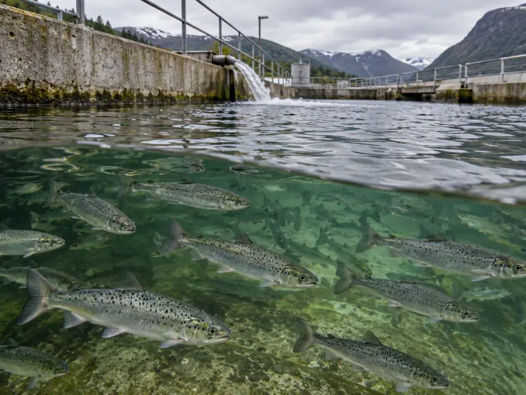 Smolts: combine indicators before seawater transfer