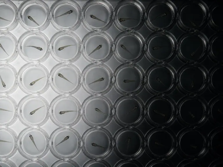 Zebrafish assays: the solvent can alter behaviour