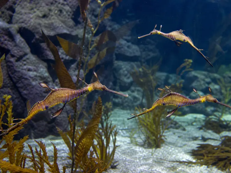 Aquariums : standardiser le suivi comportemental