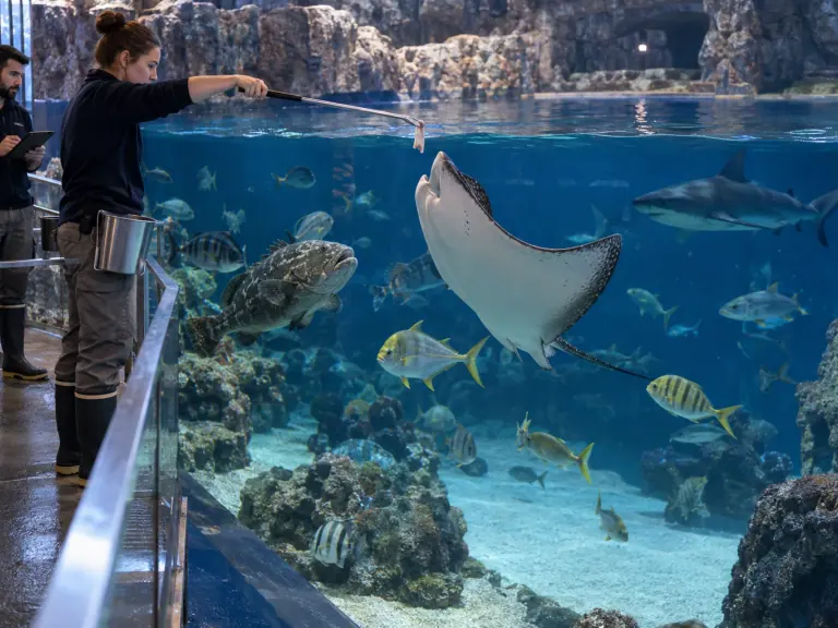 Aquarium public : tracer ce que les poissons mangent