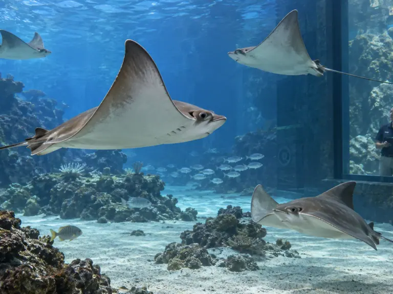 Raies en aquarium : suivre une gestation sans se fier au calendrier