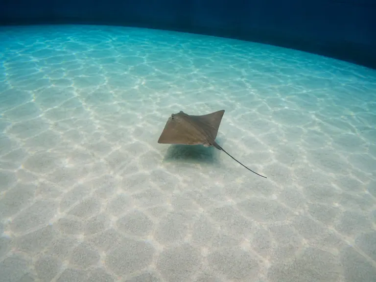 Thyroïde des requins et raies : vérifier le dosage