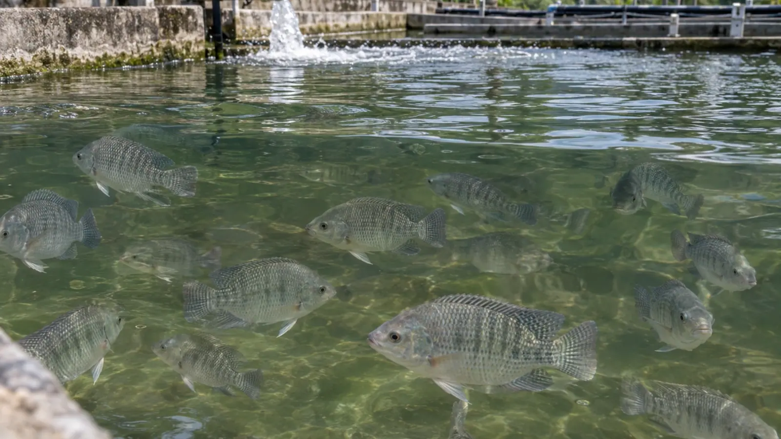 Tilapias du Nil dans un raceway extérieur avec une arrivée d’eau et des parois d’élevage patinées.