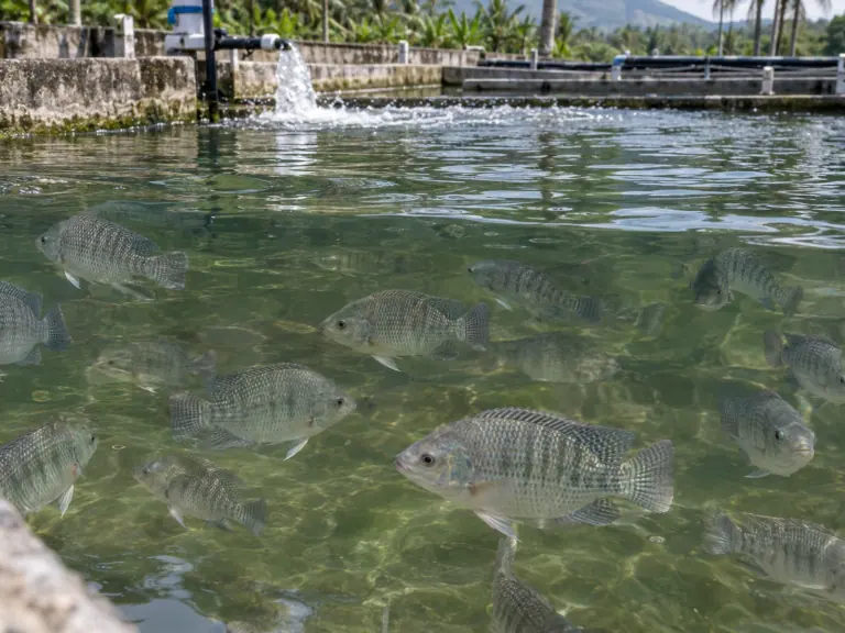 Tilapia : que valent les alternatives aux antibiotiques ?