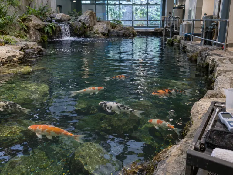 Transfert en aquarium : préparer le bassin receveur