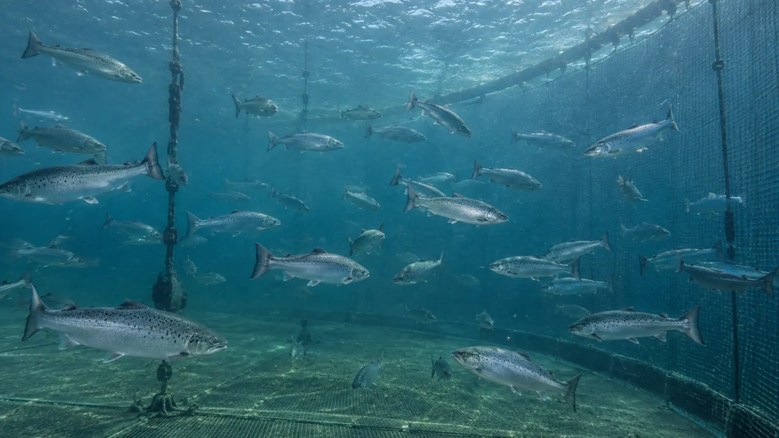 Saumons atlantiques nageant dans une cage marine d’élevage.