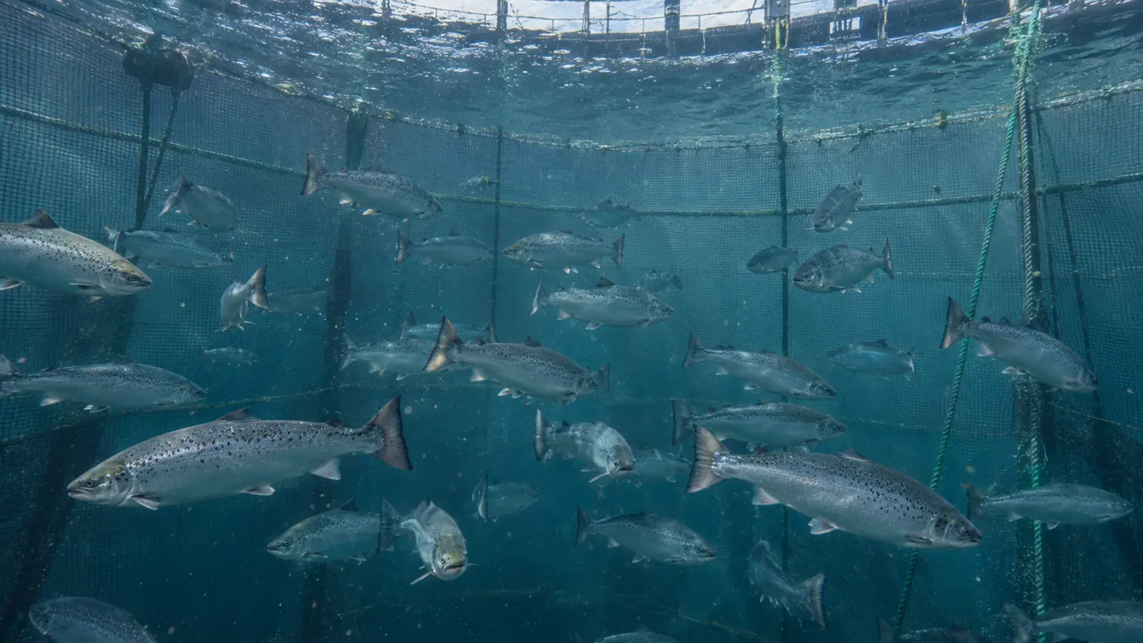 Saumons atlantiques nageant dans une cage marine d’élevage équipée de filets et d’une passerelle.