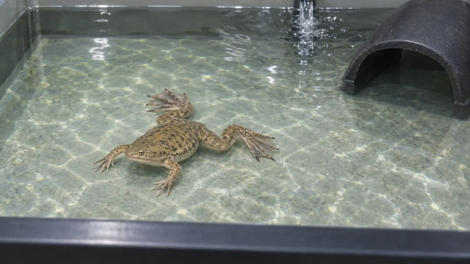 Xénope lisse immergé dans un bac d’animalerie avec un abri.
