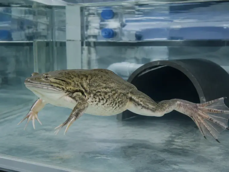 Xenopus laevis : choisir le modèle sans l’idéaliser