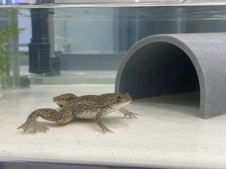 Xenopus tropicalis : relier génétique et élevage