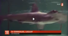 Requins-marteaux Cinéaqua Trocadéro Paris