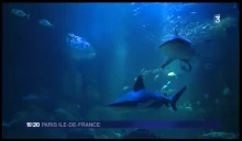 Requin gris avant sa capture (diagnostic de gestation par échographie)