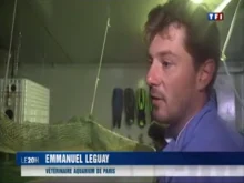 Reportage du journal de 20 heures de TF1 sur l’arrivée de requins-marteaux
