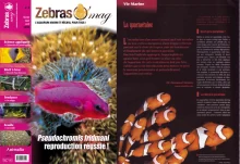 ZebrasO'mag n°04 - La quarantaine