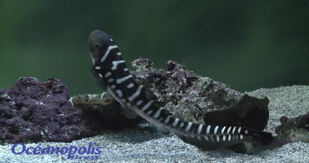 Vingt Nuits De Veille Pour Capter La Naissance D Un Requin Zebre Vetofish Vingt Nuits De Veille Pour Capter La Naissance D Un Requin Zebre Vetofish