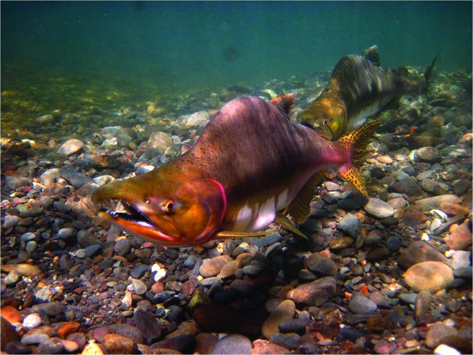 Le saumon rose menacé par l'acidification des rivières ...