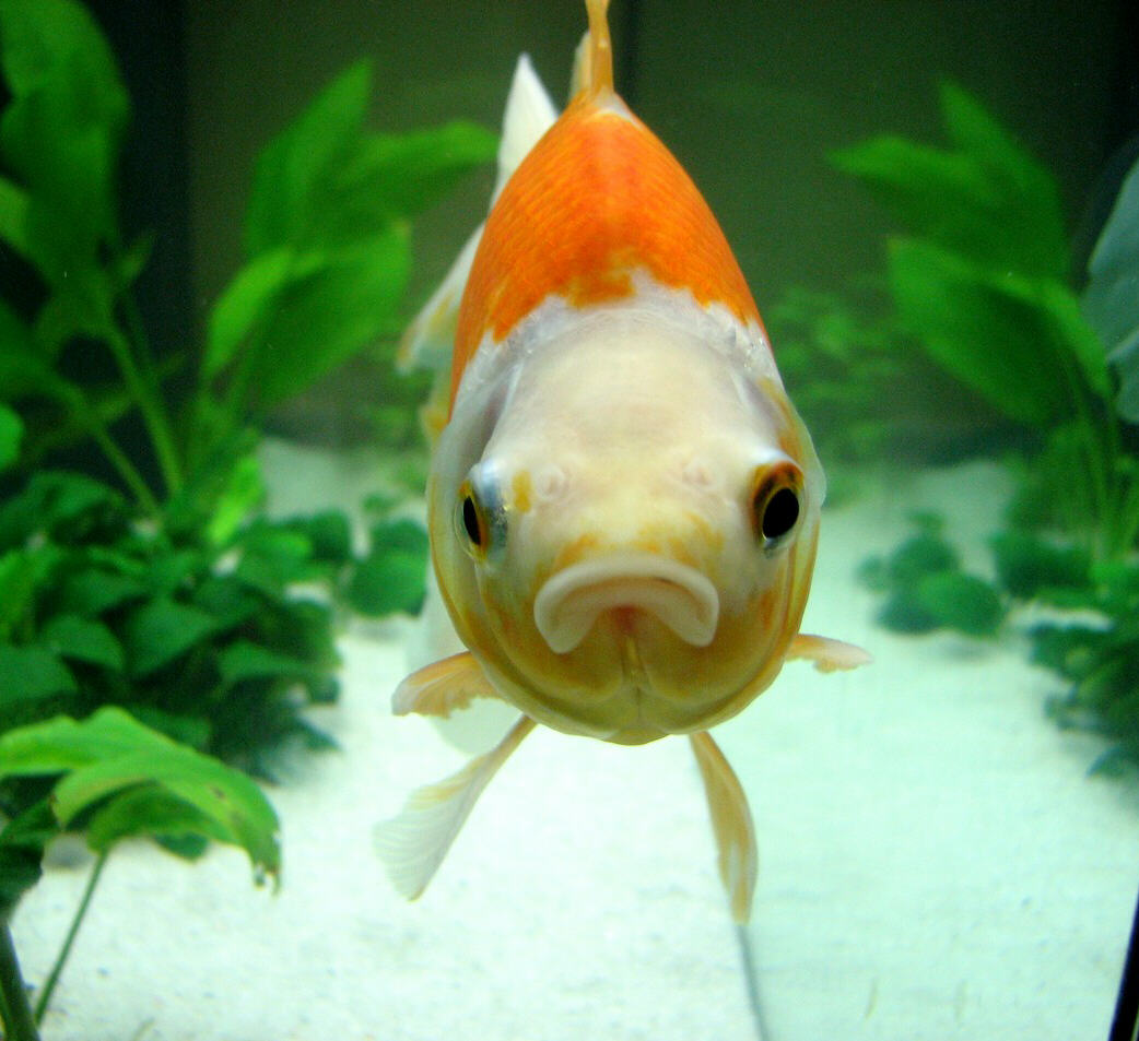 Comment nourrir mes poissons rouges en aquarium ?